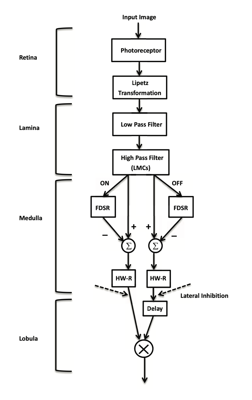 Schematic of the dragonfly-inspired computer vision model