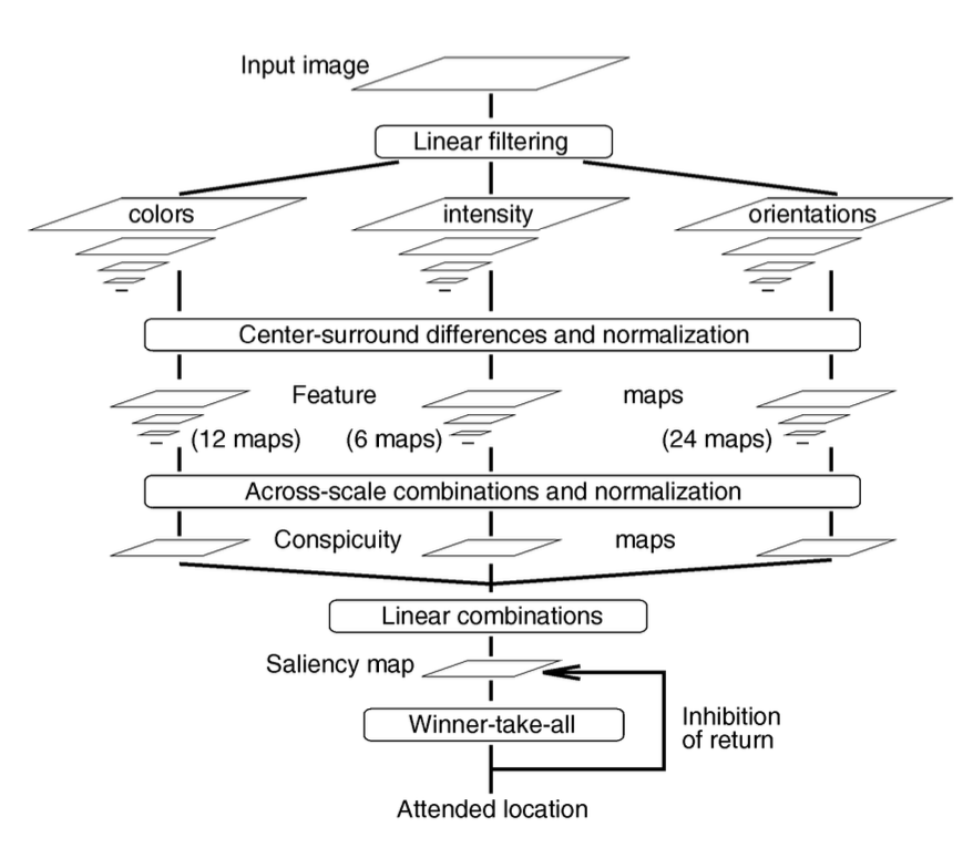 Dynamic neural network architecture inspired by primate visual system